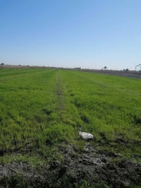 الشيخ عامر العيساويه • ٨ دونم • طابو زراعي