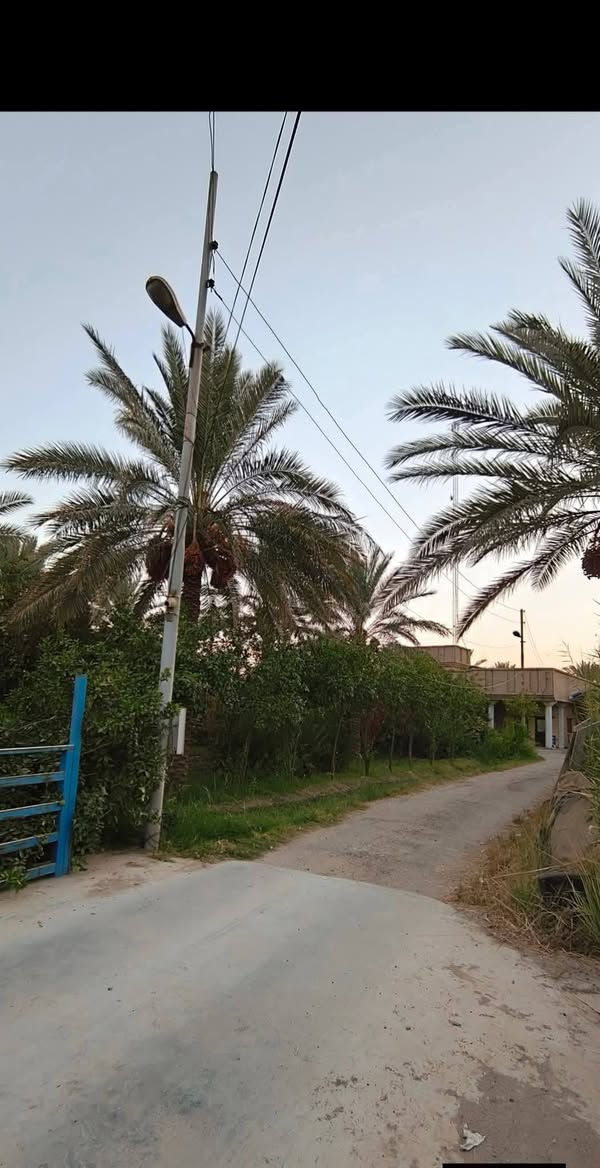 متاح 5 دوانم مع بيت بناء 300 متر مرمم بلكامل  جنس الارض طابو زراعي سند 25  تحويل مباشر الارض مجهزه  بكل شي ومزروعه والارض تحتوي علئ طريق خاص بجانب البيت عرضه 4 امتار ونص مع مجرئ السقي  7 امتار العنوان بابل طريق كربلاء راجع بغداد تبعد عن الشارع كربلاء بغداد ٥٠٠ متر شارعها تبليط ومجهزه بلكامل قريب سيطره الوند هور حسين الاستفسار اكثر الاتصال علئ الارقام التاليه :
وتساب 
***********
***********
السعر جدا مناسب
