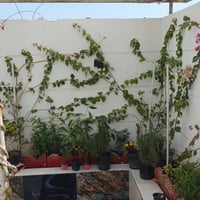 بصف مقاطعة ٣ع١٠ • ١٢٠م • حديقه