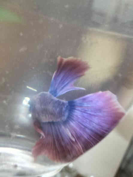 اسماك الفايتر سمكه مع دورق صغير مع احجار ضوئيه مع علف السمكه كيس ب5 الف مكاني الحرية توصيل داخل الحرية مجانآ والمناطق المجاورة توصيل 3الف وات ساب ***********
