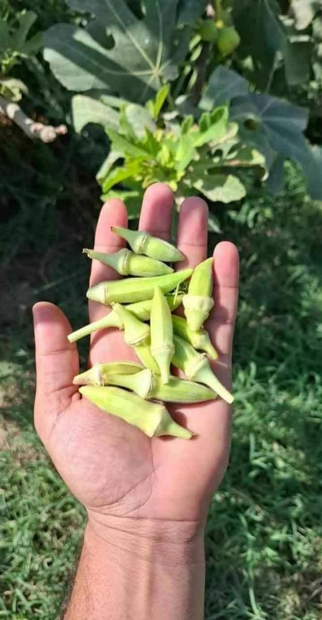 عندي 4 كيلوات باميه  هنه وتوصيلهن ب30 ألف باميه ولايه الجرف ناعمه وترفه وما مخلوطه وعلشرط ويوجد خدمه توصيل رقم الهاتف للحجز *********** أو مراسله الصفحه
