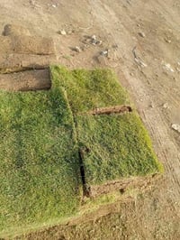 مشتل جنى • مقابل جامعه الكوت • خدمة