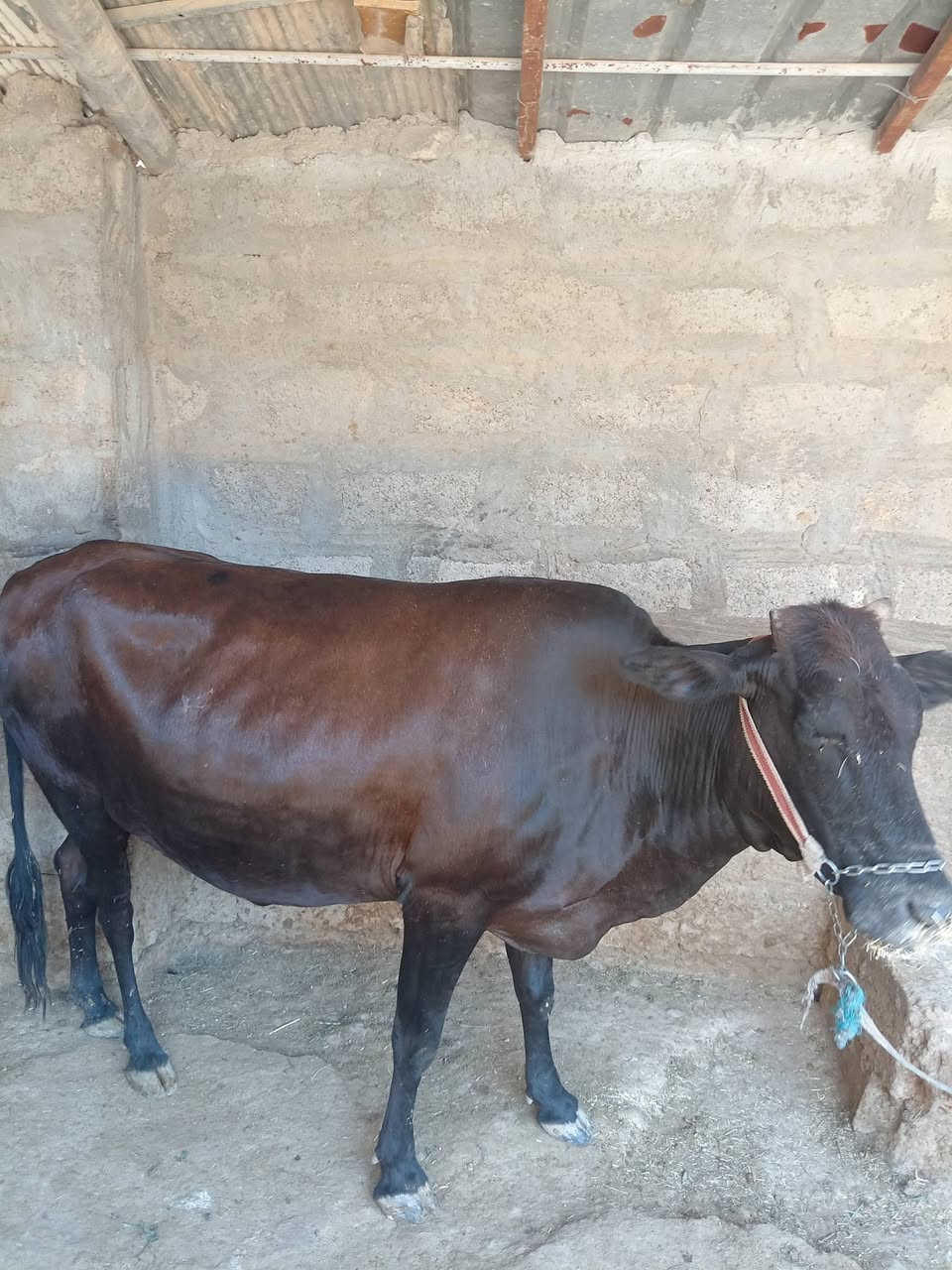 السلام عليكم
بقره عشار سته أشهر
بقره على كل عيب

السعر مليونين و100 وبي مجال للاستفسار اكثر الاتصال على الرقم التالي ***********
