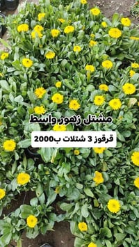 مشتل زهور واسط • شتلات دائمة • توصيل داخل الكوت