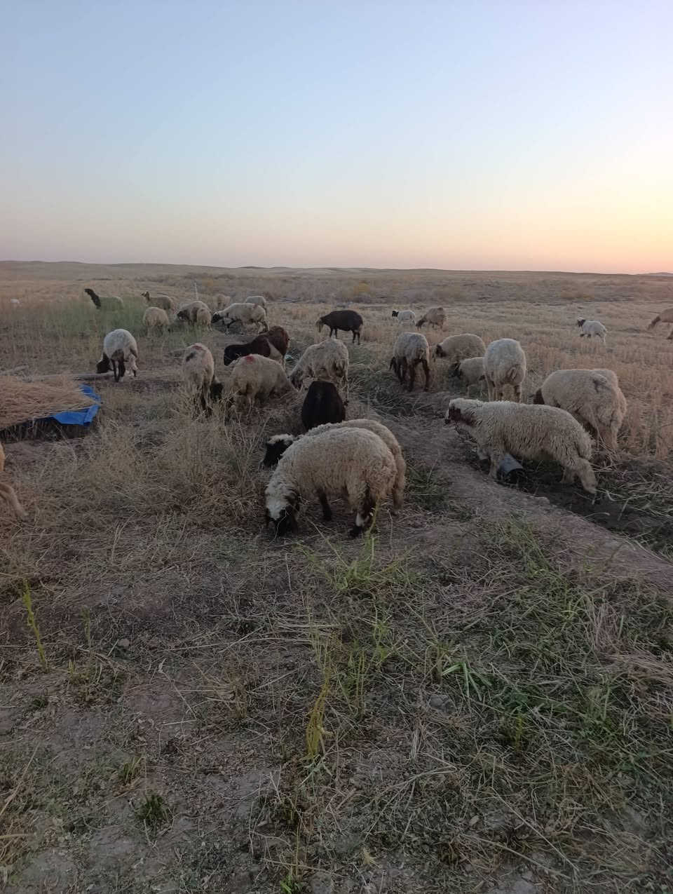 مەڕوو بەرخی جوانمان هەیە مەڕی وشکمان هەیە بەرانمان هەیە شتی جوانو قەلەو شاز بۆفرۆشتۆ شوین کەلار ژمارەی خاوەنی ***********

