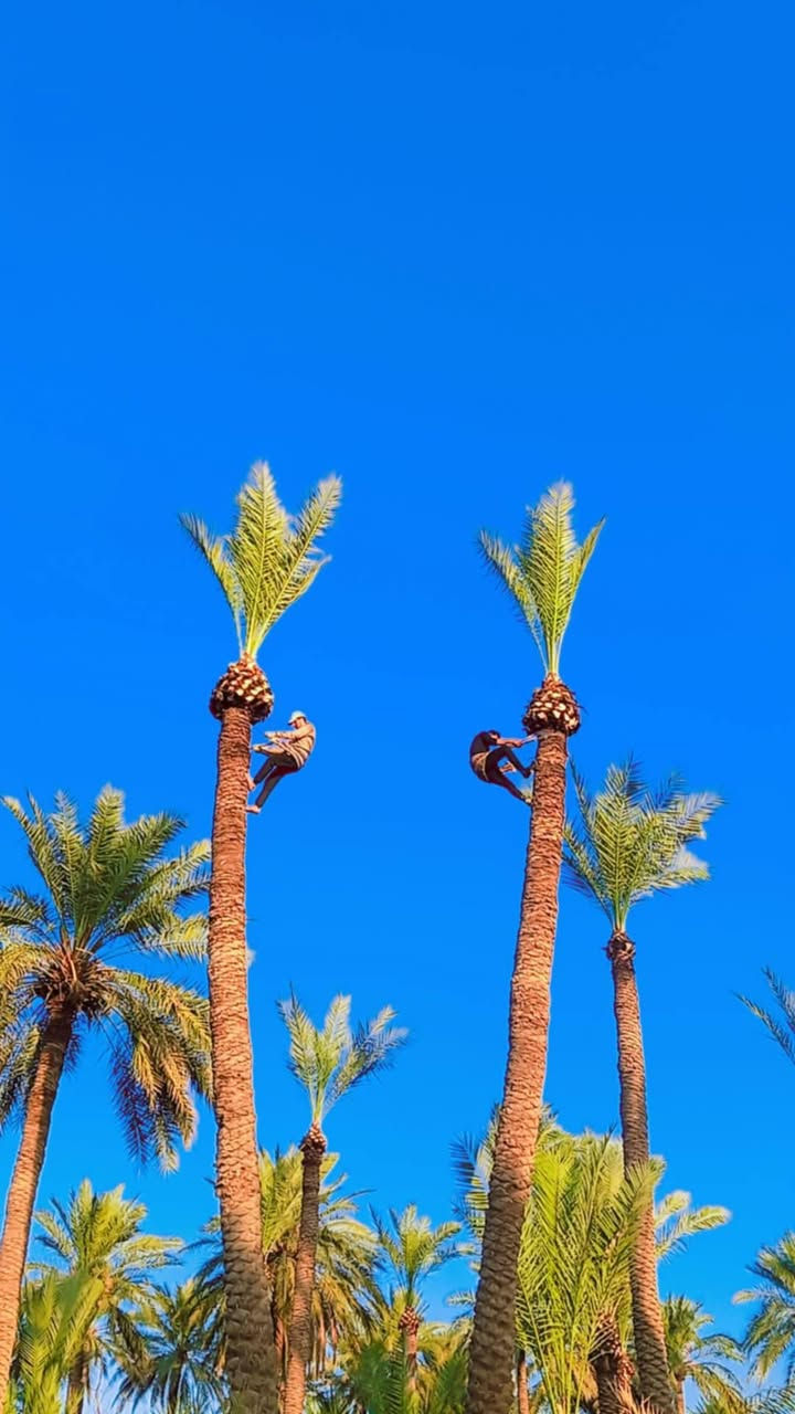 #عامل_تـكريب_وتلقيح_جــــــــميع_النخـــــــل_الي__________محتاج_تكريـــــب_انــــــــي_موجود_العنوان... #ديالـــــــــى_عملي_جميـع_المحـــافــــظــــة
#هـاتف☎️ـ***********
