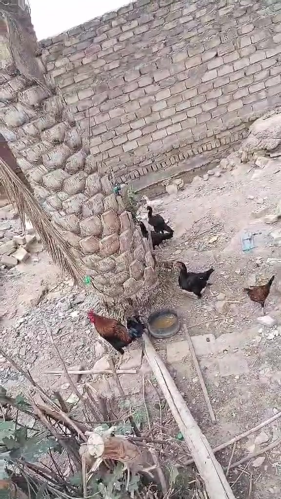 السلام عليكم...3دجاجات هراتي و2فروجات عربيات وديج عربي شمسي  نجف كوفه قرب ميثم التمار سعره كلهن ب90


**إذا كنت صاحب هذا الإعلان وتريد حذفه لأي سبب، رجاءا أرسل رسالة إلى الدعم الفني**