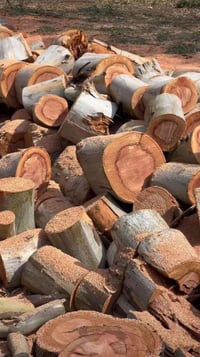 يوجد گاصوص أشجار ونخل 07506127085