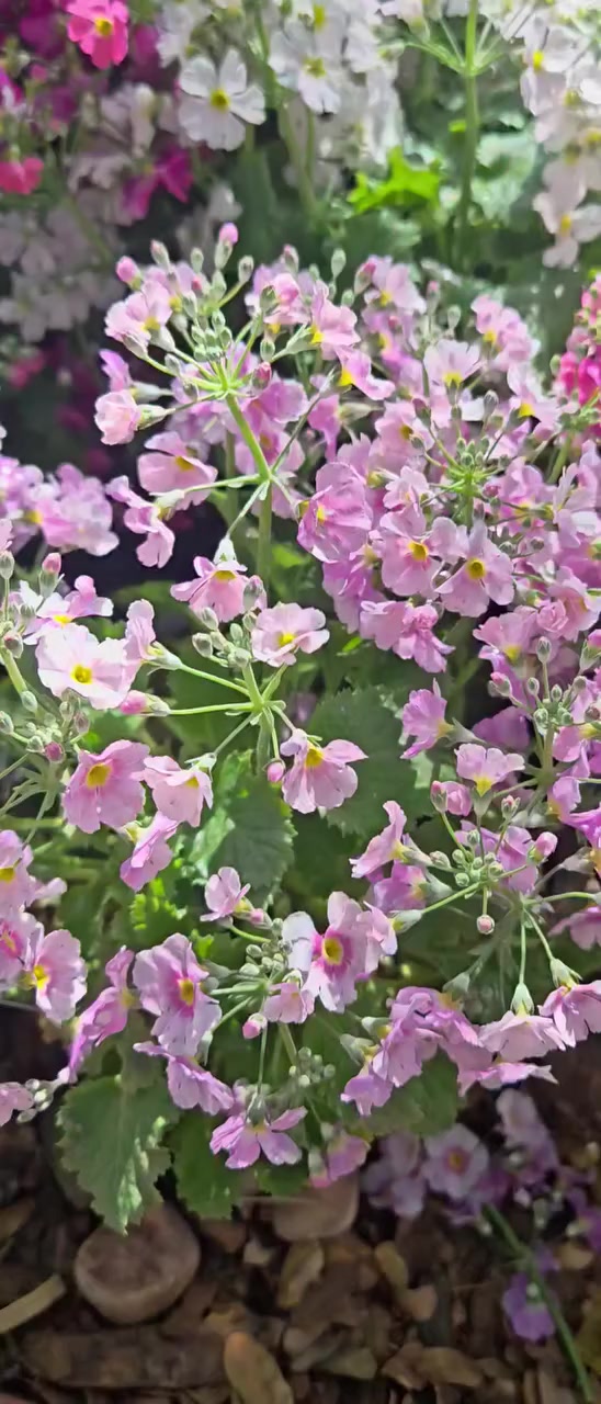 فقط ٣٥٠٠.  اسم نبات برمونه


**إذا كنت صاحب هذا الإعلان وتريد حذفه لأي سبب، رجاءا أرسل رسالة إلى الدعم الفني**