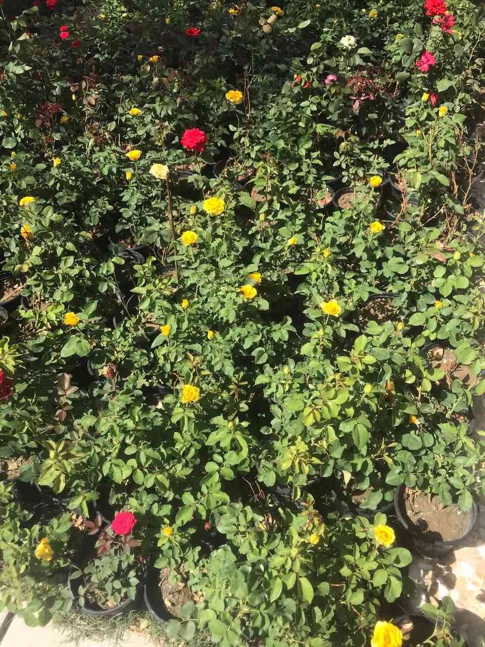 السلام عليكم وصول وجبة جديدة من الورود الخارجية. والظليات الهولندية الى مشتل زهور الحاج يونس الامين الثانية شارع النواب الضباط تقاطع الزهور مجاور عادل الخطاط


**إذا كنت صاحب هذا الإعلان وتريد حذفه لأي سبب، رجاءا أرسل رسالة إلى الدعم الفني**