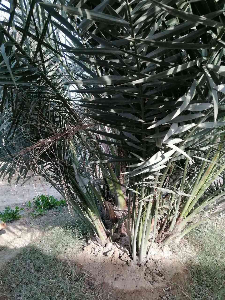 سلام عليكم🌹
متوفر فسائل🌴 برحي 🌴مال البصره درجه أولى شرط.
مكلف بلنشر
للإتصال فقط ***********
