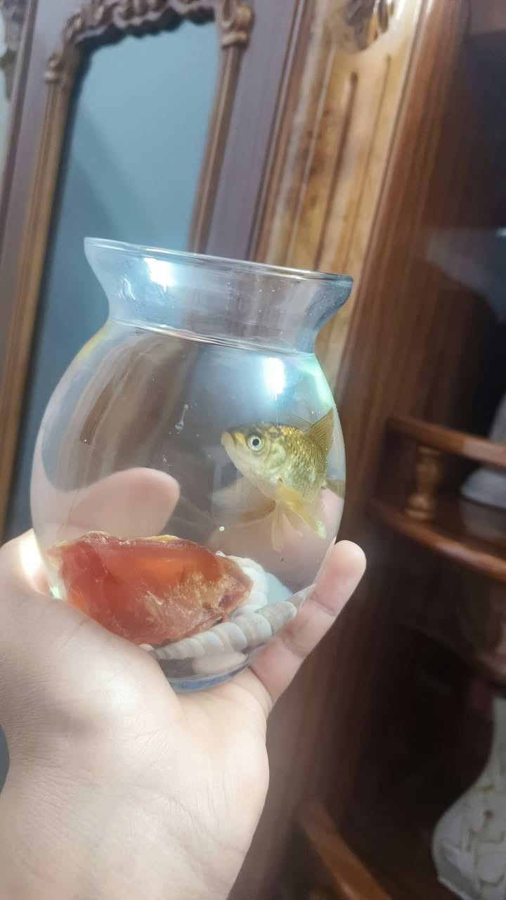 السلام عليكم 
حوض الصغير هوه وسمكه والحصو ماله (3.500)
وحوض الكبير هوه وسمكه والحصو ماله (4.500)
الشراي يجي خاص او ينتصل عله هاذا الرقم (***********) مكاني تأميم قرب مجمع عضومي
