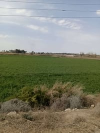 الفلوجة النساف • ٥ دونم • شاطئية