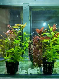 نباتات طبيعية • أحواض اسماك • شتلات مائية