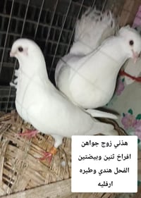 طيور • زوج طيور • طيور للبيع • طيور الرمادي • زوجين طيور