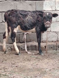 للبيع حوليه جنس ترهم ربط وجنيه عمرها ٤ أشهر وشرط النصاحه السعر 725 وبي...