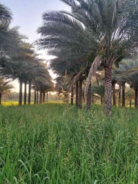بستان • ١٨٧٥م • كربلاء الحسينية