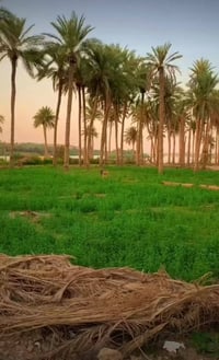 دوانم • طابو زراعي • الشيخ عامر بلعيساويه