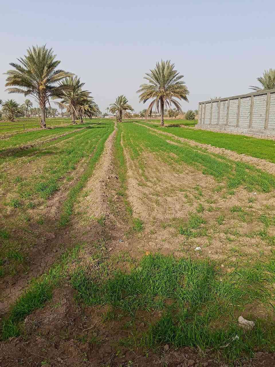 دونم البيع في ابو غريب منطقة البعامر  خدمات كهرب ماء شرب ومدارس ومستشفى يبعد 5 دقائق  رقم الهاتف ***********
