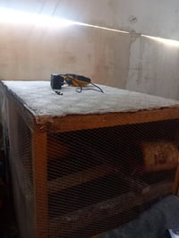 أقفاص مستعملة • استعمال قليل • كربلاء حي العامل