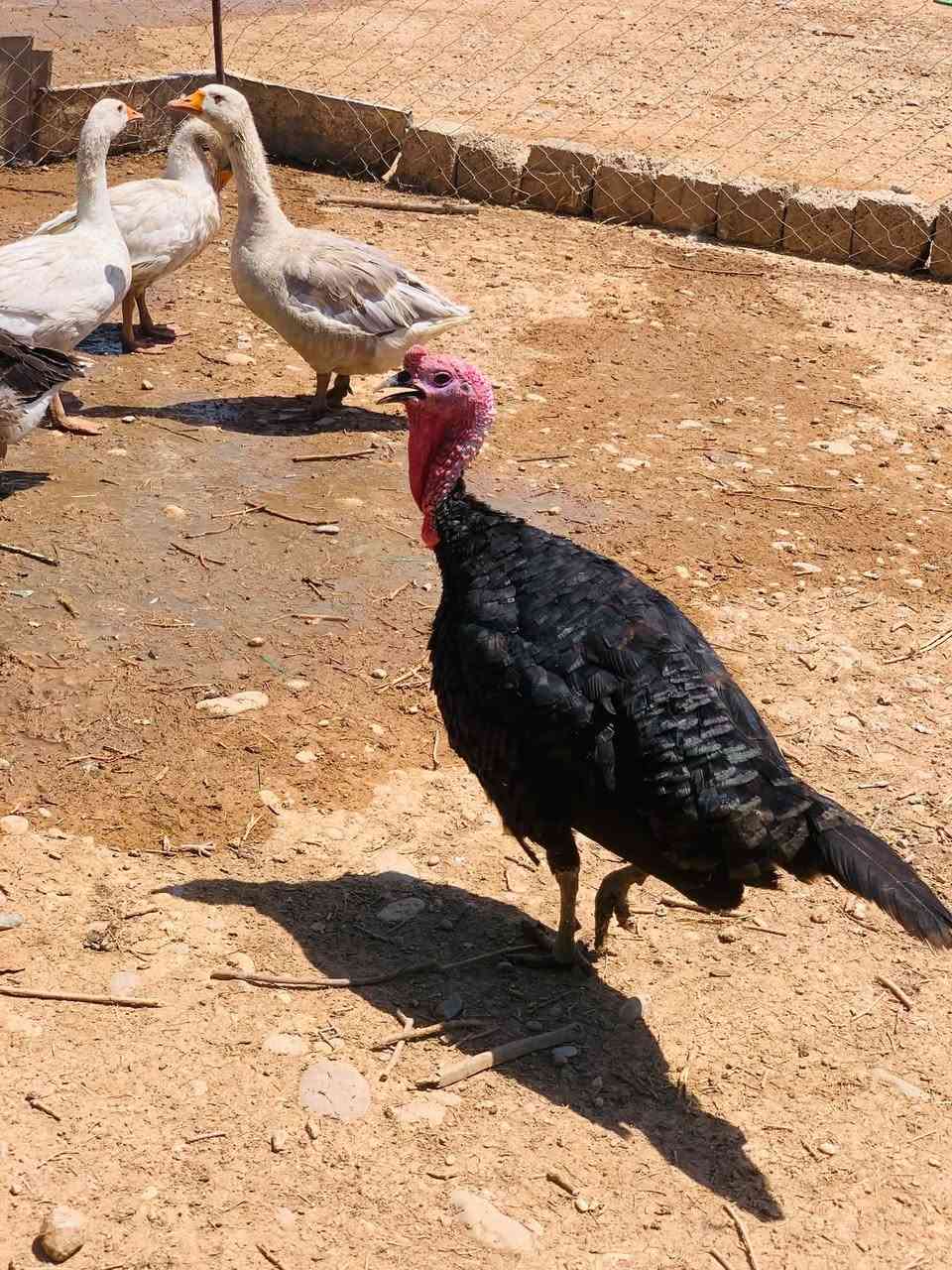 السلام عليكم بصرويات للبيع عدد 3  
ديوك بصره عدد 2
بصراويه وره 8صواصي بصره للبيع 
ديك ابو ركيبه


**إذا كنت صاحب هذا الإعلان وتريد حذفه لأي سبب، رجاءا أرسل رسالة إلى الدعم الفني**