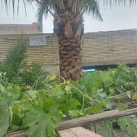 دار للبيع مساحة ٢٥٠ م واجهة ٥ ،١٢ م ونزال ٢٠ م زراعي سند ٢٥ باسمي من ا...