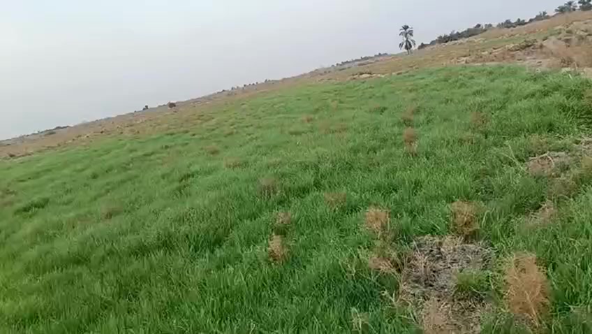 دغل للبيع مساحة واسعة من الأرض للاستفسار أكثر اتصال أو مراسلة واتساب مكان ناصريه قضاء الاصلاح
***********
