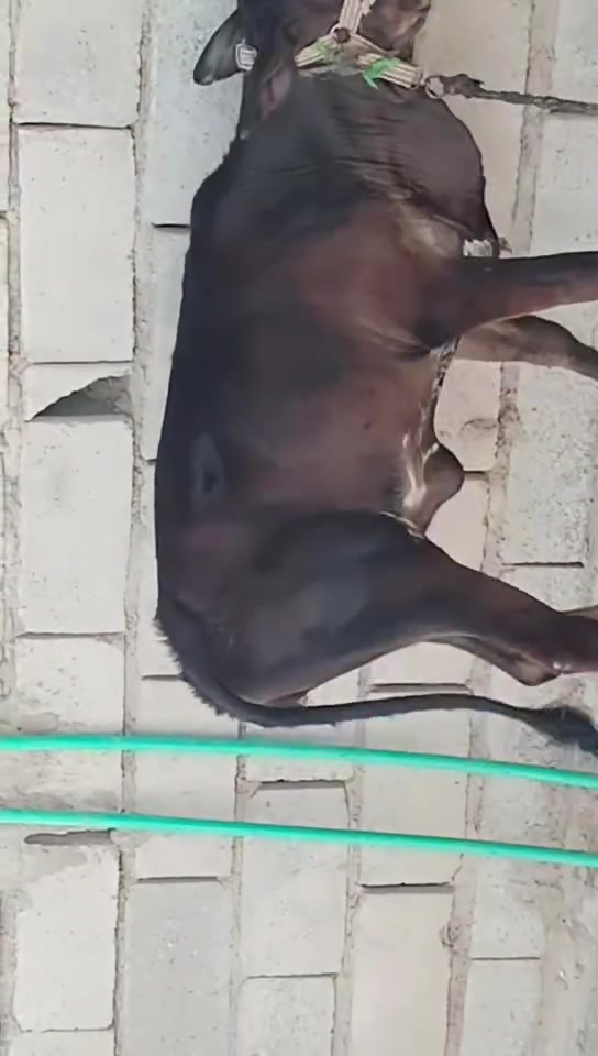 اللهم صلي على محمد والي محمد
مطفل  هولنديه ام صره   بجر ما مصفيه   بعدهي طوارف

ورها نثيه  تحلب وكتين    كافت شروط  

دسمه   ترفه   كلش    مضلومه  بلتصوير  

خشنه   الله شاهد ما محفله   بس وكت صبح  

وين جنيه  يريدله منيحه   مال بيت    

مكاني سوق شيوخ  ***********
