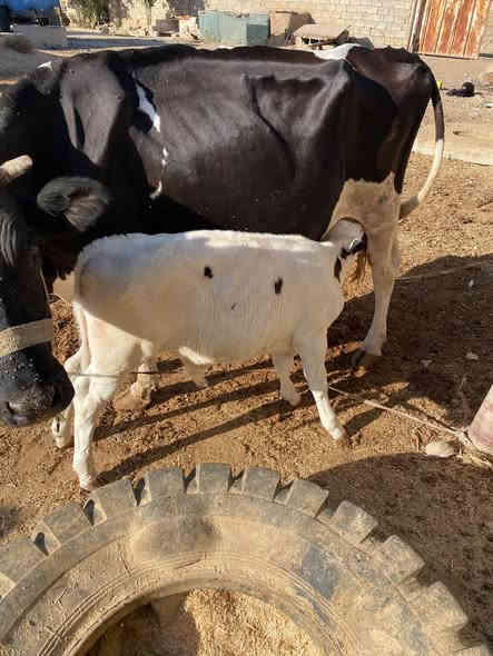 بفضل الله وتوفيقه… نتائج التلقيح الاصطناعي في عيادة الشهم البيطرية 💉
ولادة عجول بصحة ممتازة بعد متابعة دقيقة وإشراف بيطري مستمر 👨‍⚕️
نسعى دائمًا لتحقيق أفضل النتائج في تحسين السلالات والإنتاج الحيواني 🐮

يتوفر الآن في عيادة الشهم البيطرية أفضل أنواع اللقاحات والسلالات المحسّنة بإشراف طبي مباشر:

✅ هولشتاين (هولندي) – جنس حليب 🥛
✅ سمنتال – جنس لحم 🍖
✅ سمنتال – جنس حليب 🥛

نضمن جودة التلقيح ونتائج ممتازة بإذن الله، لتحسين الإنتاج وزيادة الكفاءة في القطيع 💪

📍 الموقع: كركوك – قضاء الحويجة
مقابل متنزه البلدية – مجاور طه للديكور والسقوف الثانوية

🏥 عيادة الشهم البيطرية
بإشراف الدكتور محمد صالح الجبوري
خدماتنا: تلقيح اصطناعي – علاج – لقاحات – تغذية – جراحة – استشارات بيطرية

📞 ***********
