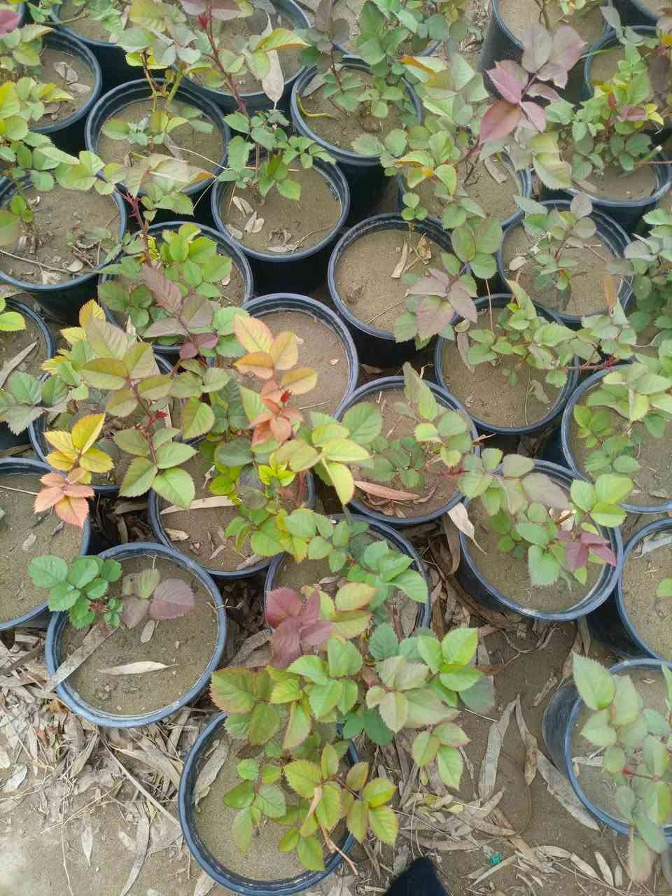 سلام عليكم متاح ورد جوري تركي مطعم ع نسرين سعر شتله 3500 مكاني الشيخ حمد ***********
