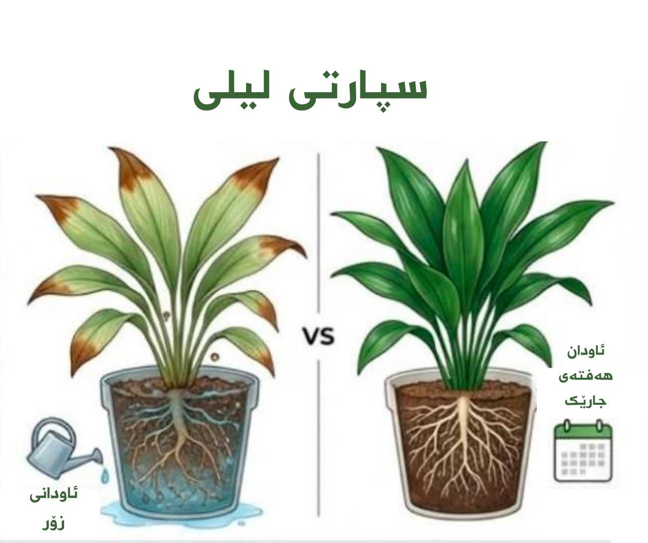 ئەوگوڵانەى پشتگوێخستنیان پێباشترە لە گرنگى پێدان
#ئینجانە_گوڵ #گوڵى_ماڵەوە


**إذا كنت صاحب هذا الإعلان وتريد حذفه لأي سبب، رجاءا أرسل رسالة إلى الدعم الفني**