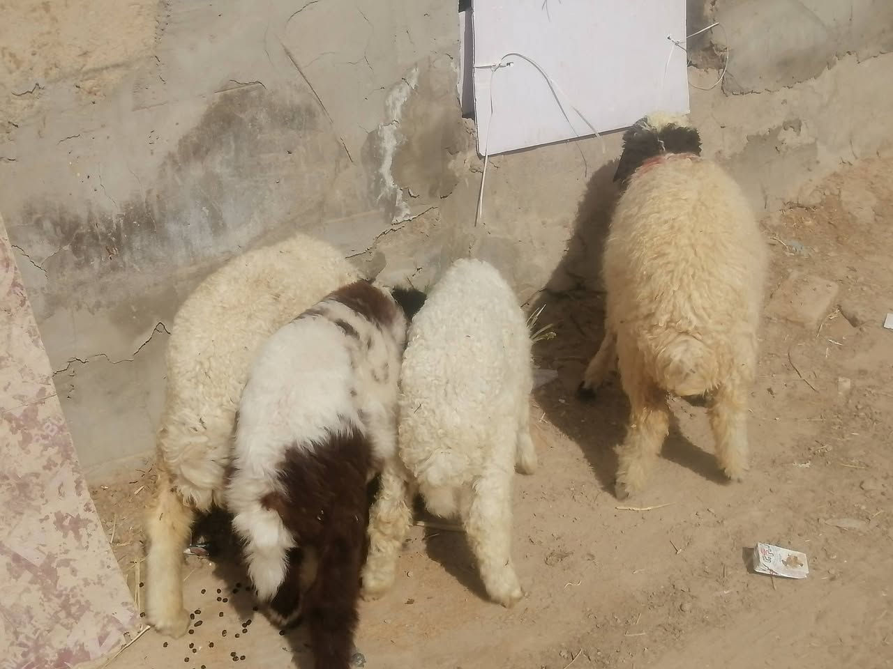 طليان لبيع العدد ٤ شرط الصحاه الجني مكفولات صحيات نضيفات مناسبات ١فحل و٣ نثايه يرهمن نذر يرهمن جني
المكان دوانيه قضاء الشاميه
السعر الوحد ١٧٥ بيهن مجال للشراي يخابر بيه خير ويدلل ***********
طليان لبيع العدد ٤ شرط الصحاه الجني مكفولات صحيات نضيفات مناسبات ١فحل و٣ نثايه يرهمن نذر يرهمن جني
