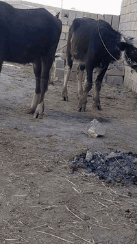 حشاوي ثنين فراتيه درجة أولى للبيع من امهات اصيلات العنوان ميسان الرقم ***********
