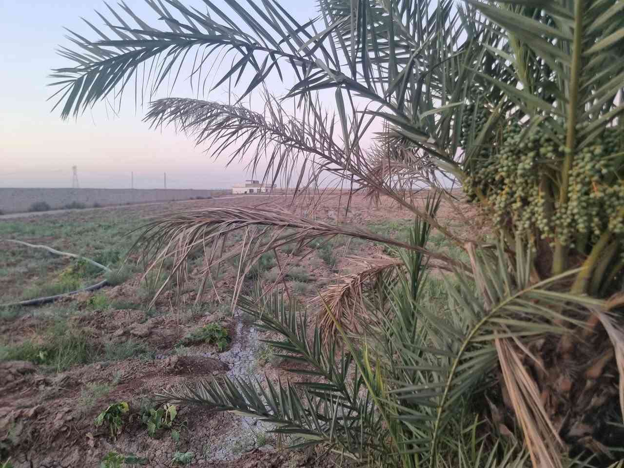 دونم طابو سند ٢٥ في  بغداد/ المدائن / ناحية الوحدة  
يحتوي على مطبخ كامل ومسبح ومحطات ستراحة عدد ٢  ونخيل برحي وابريم الدونم مسيج ومحروم في بوابه 
للستفسار اتصل موجوده كافة الخدمات كهرباء ماء اساله ماء نهر مولد سحب 
 ***********
***********
