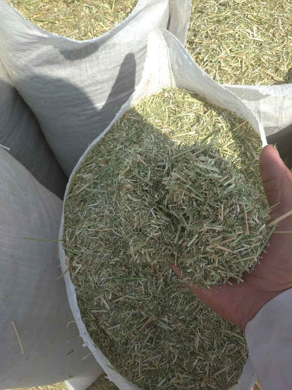 السلام عليكم  اخوان تبن جت وتبن حنطه حالين السياره وصلت البصره حجم كيس التبن ٩٠ والطول ١٢٥ سعر الزوج ١٢الف وسعر تبن الجت الزوج ١٢ واليريد كميات اساهل وياه للستفسار ***********
