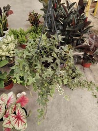 هايدرا • نباتات معلقة • زينة حدائق • ديكور منزلي • نباتات داخلية • تعل...