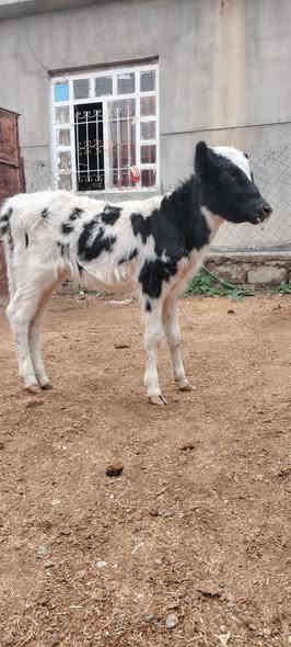 السلام عليكم
اخوان يوجد جوز حوليات
وحده فرنسيه وحده فريزيه جنس نضاف وين جنايه
سعرهن بلاش بلاش مليون 75 فقط قفل قفل
شراي يتصل او واتساب فقط
***********
شرقاط قريه شكرا
م/ حوليات جنس بس زقار مو كبار يجيني لايكلي زقار
