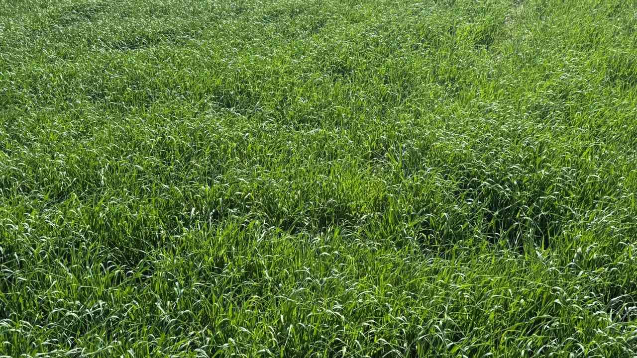 ارض زراعيه للبيع ماء كهرباء شارع
خلف جامعه سومر على السابله تفاصيل أكثر 
***********
