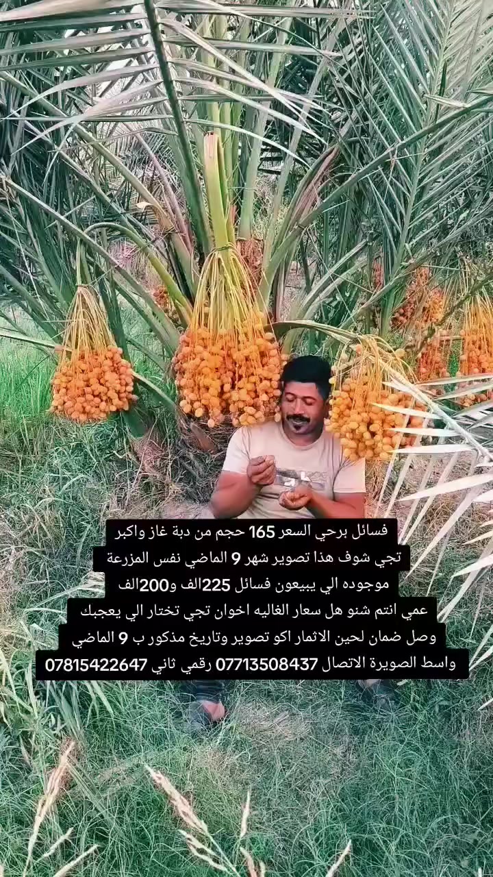 السلام عليكم بتاريخ /24/3/2026/ نعرض لكم برحي احجام من دبة غاز واكبر احجام خشنه اكو تختار الي يعجبك سعر 165 فسائل برحي وايضا يتوفر فسائل مكتوم ومجهول و بريم وباقي اصناف راقيه جدا القلع بحضور المشتري وصل ضمان واكو تصوير شهر تاسع
الي راغب بالشراء عنواني واسط الصويرة الاتصال *********** رقمي الثاني *********** اخوكم علي الشمري البيع النخيل  
متابعة للصفحه فضلا منكم لدعم زراعة النخيل 🏝️
