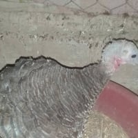 بصراويه • نايمه • كرك