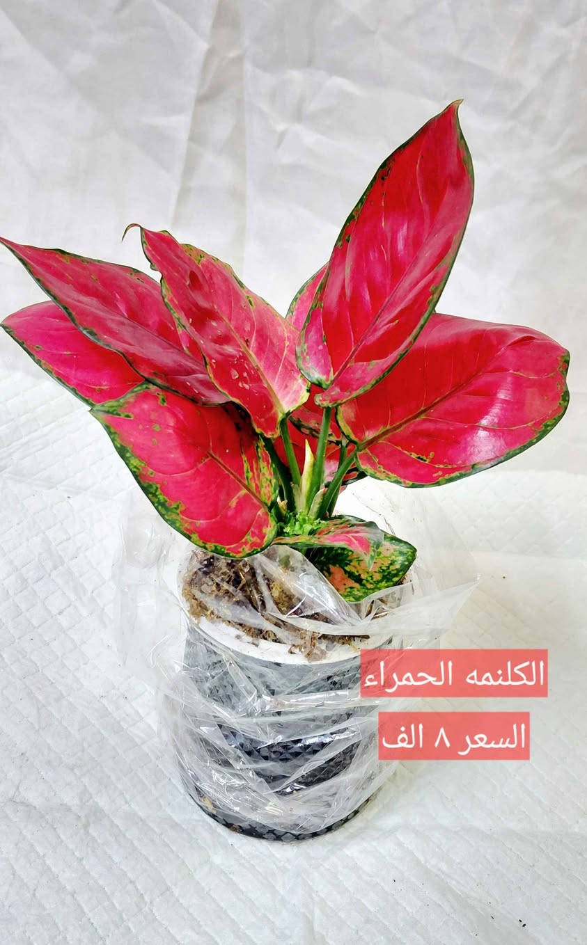 سلام عليكم 
يتوفر نباتات ضليه مائيه سقي ذاتي لا تحتج عنايه كثيره اسعر مناسبه يتوفر توصيل داخل البصره
*********** البصرة, العراق
