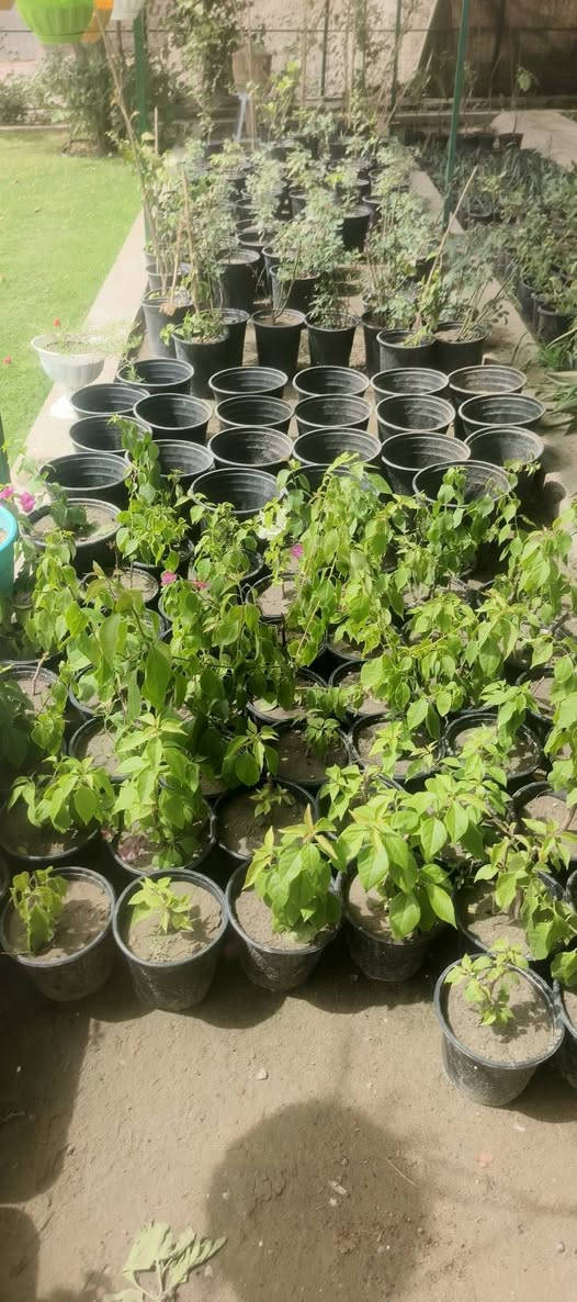 يا الله 🌿
يتوفر لدى مشتـلنا مجموعة  من السنادين والورد 🌸
🌼 سنادين تعليك ورد الصباح كل سندانه لون 
🌼 ورد جعفري عطري 
🌿 ريحان عطري 
🌙 ورد المساء
🔥 سندانة جهنمي قزمي
🪴 سندانة مستطيل كارزيا
💜 سندانة بتونيا الصحراء دائمي 
عنوان مشتلنا شارع زوبع الصوب الصغير


**إذا كنت صاحب هذا الإعلان وتريد حذفه لأي سبب، رجاءا أرسل رسالة إلى الدعم الفني**