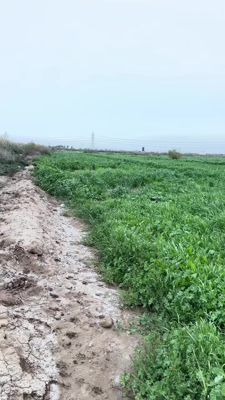 سلام عليكم 8 دونم طابو زراعي سند 25 للبيع العنوان المدائن منطقة الجعارة مدخل من بسماية ومدخل من الشارع الرئيسي المدائن سعر الدونم 135 الاستفسار ***********
