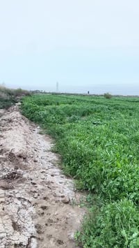 8 دونم طابو زراعي سند 25 للبيع العنوان المدائن منطقة الجعارة مدخل من ب...