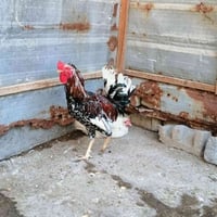 ديج عرب • سنه • ملقح