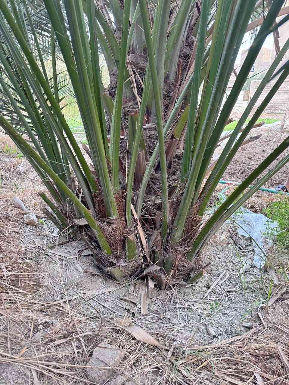 السلام عليكم فسائل برحي للبيع حر المكان البصره قضاء المدينه بن منصور منطقه ابو غريب


**إذا كنت صاحب هذا الإعلان وتريد حذفه لأي سبب، رجاءا أرسل رسالة إلى الدعم الفني**