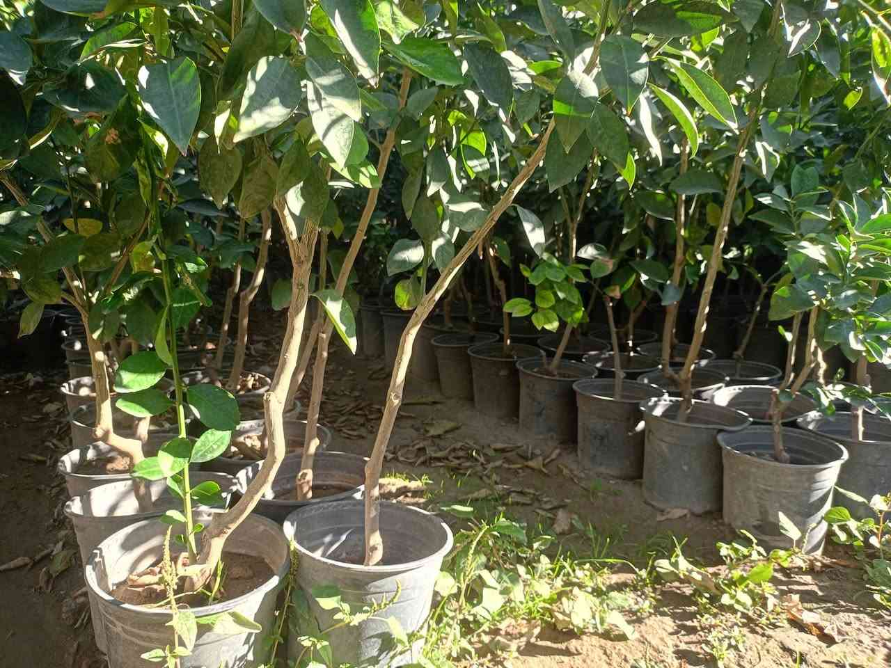 مشتل كرار الزراعي      لايوجد توصيل اعتذر منكم فقط للجمله 

يتوفر        يتم تجهيز كل محافظات 

برتقال عراقي 
  ليمون عراقي🍋 
سندي عراقي
لالنكي عراقي 
الكرفود عراقي
الاسعار جمله فقط سعر جمله 9٫000 دينار
العنوان جزيرة بغداد السياحيه قرب باب اولئ واتساب ***********
حجم سندان 24 عود جبر
