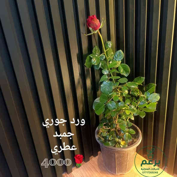 بسم الله 
جمعة مباركة 
زبائننا الكرام 
وصلتنا مجموعة متنوعة من النباتات الداخلية والخارجية 
وباسعار ان شاء الله مناسبة

جميع الأسعار مذكورة في الصور

جمبد عطري/جوري/سلطاني
القطع المعروضة فقط
ورد القرنفل الصيني
بالوانه الجذابة 
ملفوف زينة/لهانة
دفن باخيا هولندي
روز ماري اكليل الجبل 
عطري حجم كبير 
لافندر عطري حجم كبير 
ازداب عطري حجم كبير 
فل / رازقي حجم كبير 
عطر الشاي حجم كبير 
كراسولا عصاري
حجم كبير معمر 
دمعة الطفل حجم صغير 
كلانشوا صغير 
فتونيا هولندي ناعم 
لبلاب تعليق كثيف 
عنكبوت تركي تعليق كثيف 
عصاري ذيل العقرب هولندي 
مارنتا هولندي كثيف 
دراسينيا ليموني هولندي 
فيلودوندرون برازيل 
دمعة الطفل حجم كبير معمر 
سيت سنادين سيراميك ثلاثي 
سيت سنادين سيراميك رباعي
سيت سنادين فخار ثلاثي 
سيت سنادين فخار ثنائي 
قطرة عصى موسى 
عصى موسى كبير 

جميع الأسعار مذكورة في الصور 

زورو صفحتنا يوجد نباتات وسنادين 
وكل مستلزمات العناية بالنباتات 

مكاني موصل حي السكر قرب جامع الرحمة 
يوجد توصيل داخل الموصل ولجميع محافظات العراق

للطلب والاستفسار مراسلة الصفحة 
او التواصل على رقم الواتس اب 
***********
#برعم_للنباتات_المنولية
