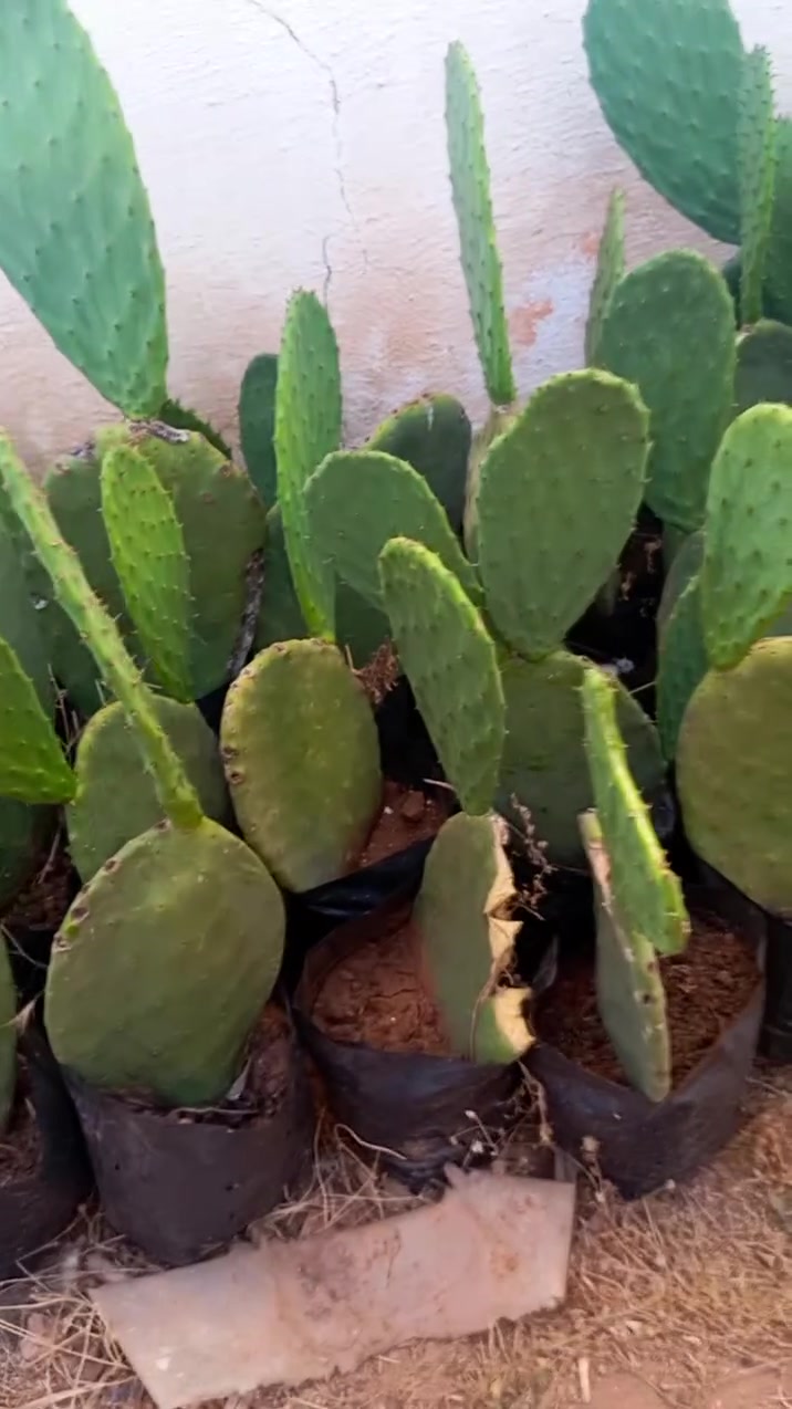 🌵 شتلات التين الشوكي للبيع 🌵

متوفر شتلات تين شوكي مجذرة قوية وصحية وجاهزة للغرس.
✅ جودة ممتازة
✅ مناسبة للمشاريع الفلاحية والتشجير
✅ أثمنة مناسبة
📩 للاستفسار أو الطلب، المرجو التواصل على 
الخاص.

#تين_شوكي #شتلات #زراعة #فلاحة #غرس #مشاتل #المغرب #صبار #منتجات_فلاحية #استثمار_فلاحي


**إذا كنت صاحب هذا الإعلان وتريد حذفه لأي سبب، رجاءا أرسل رسالة إلى الدعم الفني**
