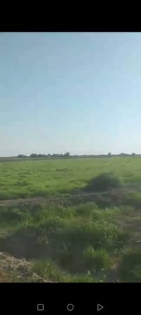 جاير • عل بسروكيه • ١٢دونم